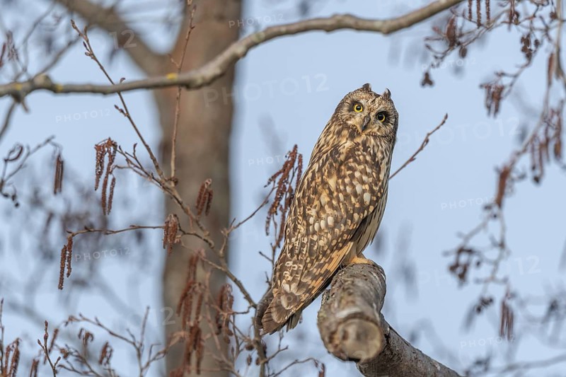 Short-eared Owl (Asio flameus) perched on a branch. Bas Rhin, Alsace, France