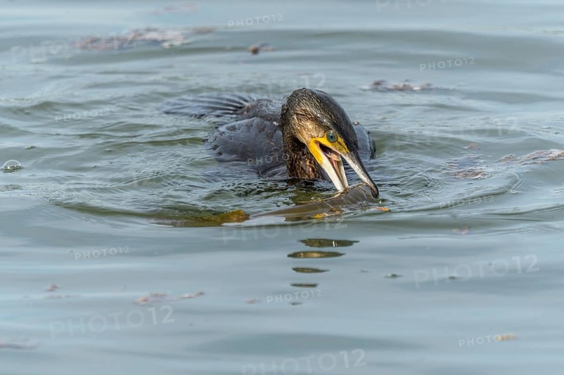 A large eel struggles to escape from a great cormorant (Phalacrocorax carbo)