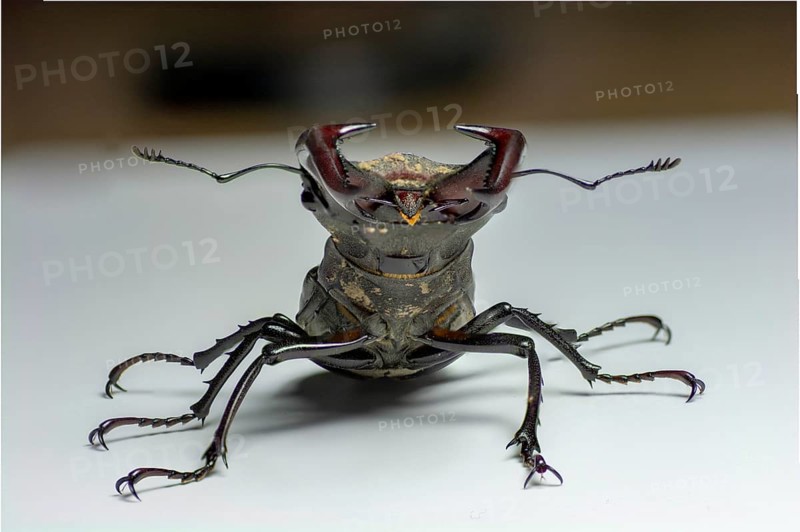 Male European stag beetle (Lucanus cervus) isolated on white background