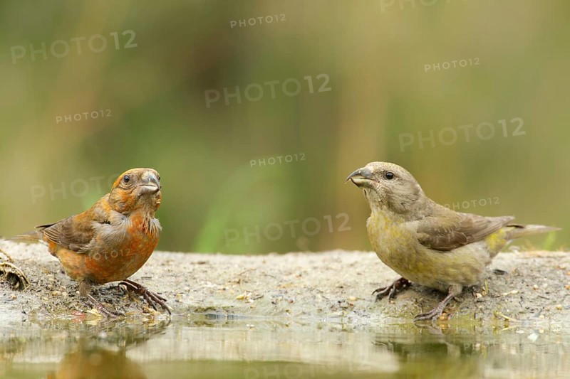 A pair of Red Crossbills (male and female) drinking water. A pair of Red Crossbills drinking water