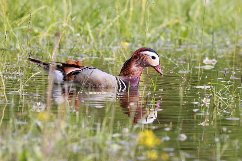 Male mandarin duck (Aix galericulata) swimming in a pond on a flooded meadow, Burghausen, Upper Bavaria, Bavaria, Germany