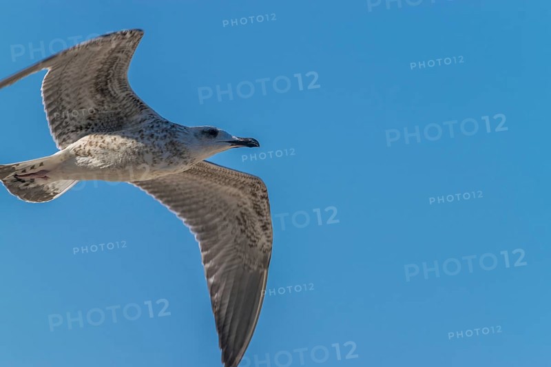 Common gull against a blue sky on a sunny day