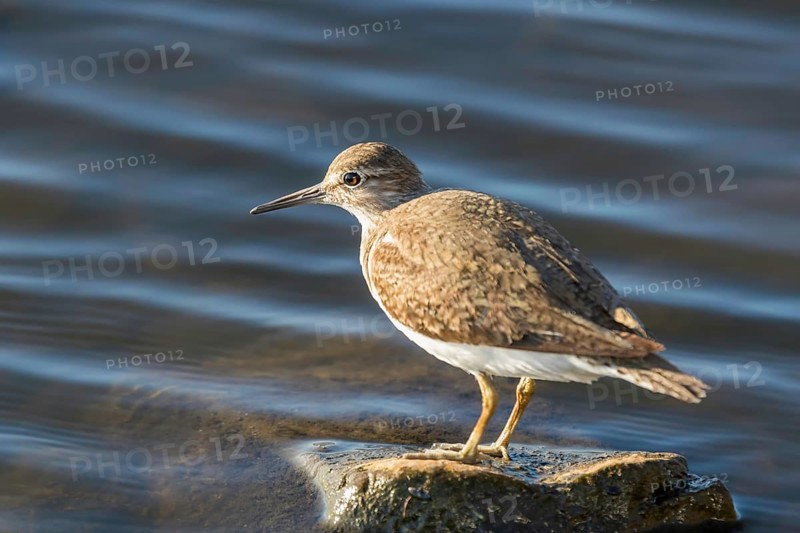 Common Sandpiper Water Bird (Actitis hypoleucos)