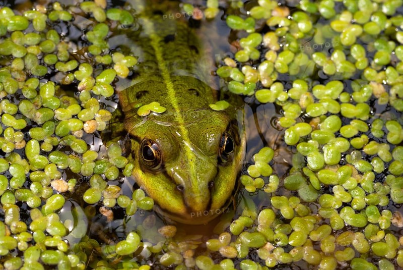 Frog puts out his head above the duckweed