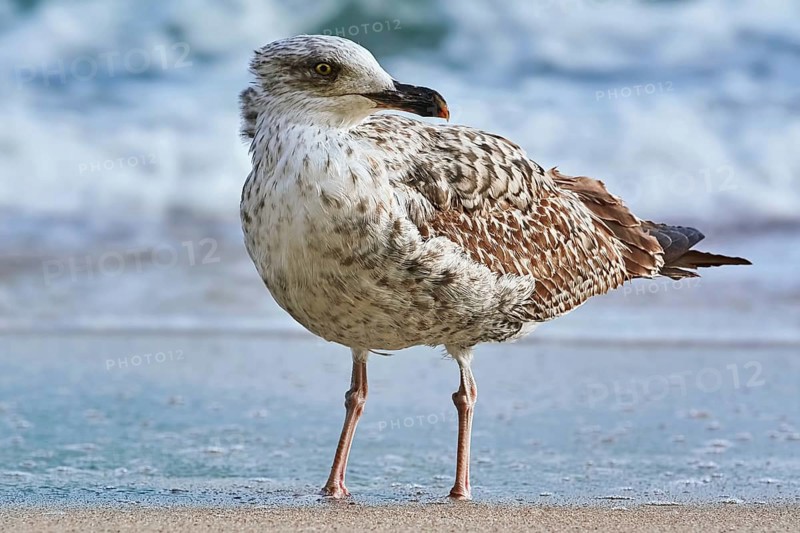 Seagull on the shore of the Black Sea Varna, Bulgaria