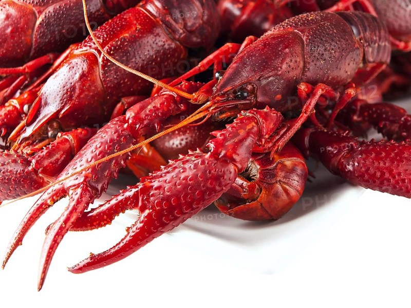 Red boiled crawfishes over the white background