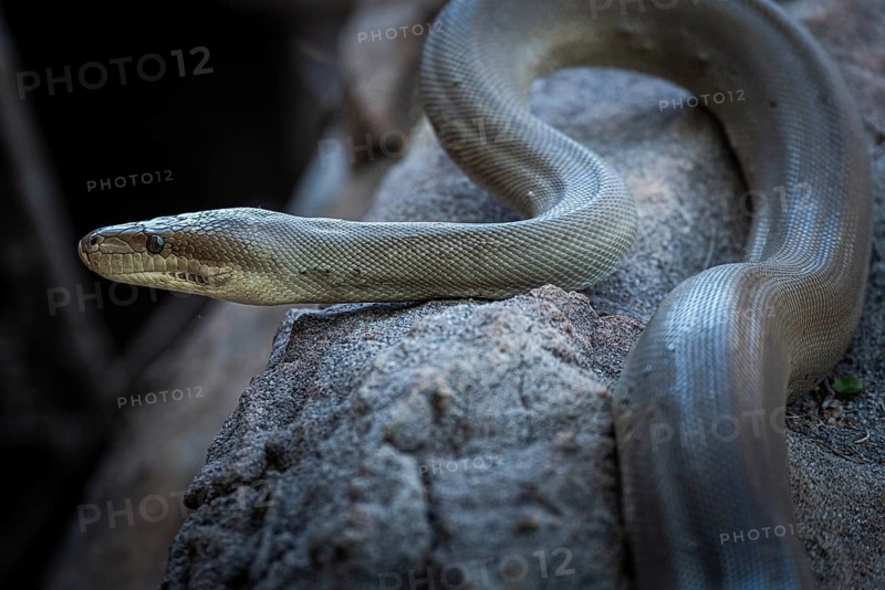 Olive python (Liasis olivaceus), also known as olive-coloured python, Ubirr, Northern Territory, Australia