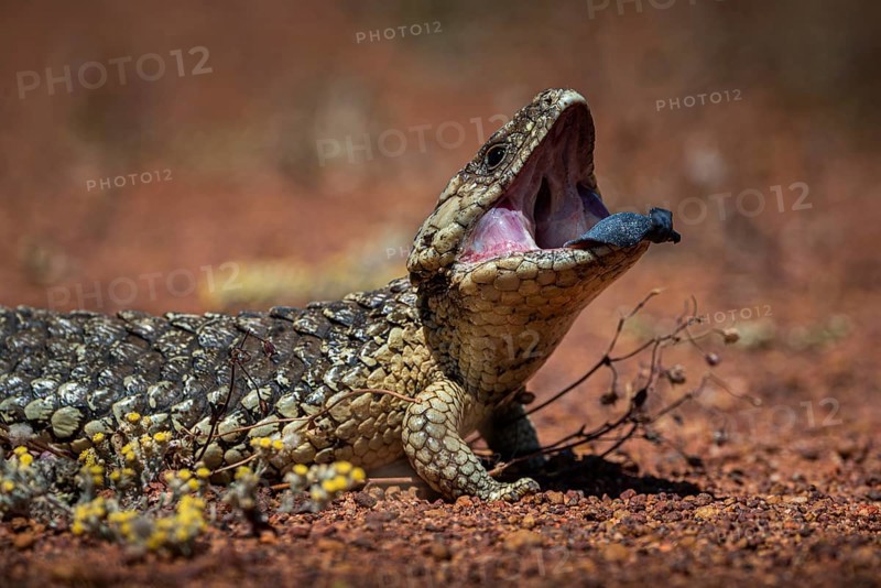Blue-tongued skink or shingle-backed skink, also known as pine cone lizard (Tiliqua rugosa), Thundelarra, Western Australia, Australia