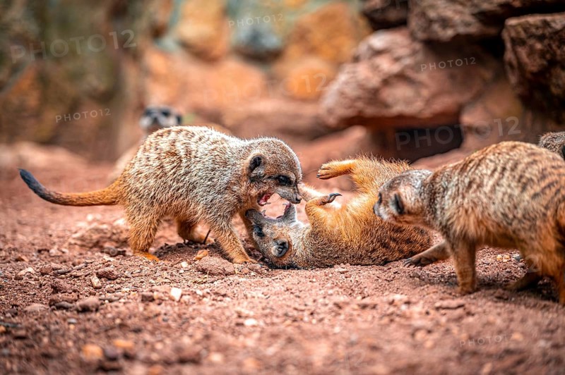 Several meerkat (Suricata suricatta) on sandy ground, two are in a lively interaction, Eisenberg, Thuringia, Germany