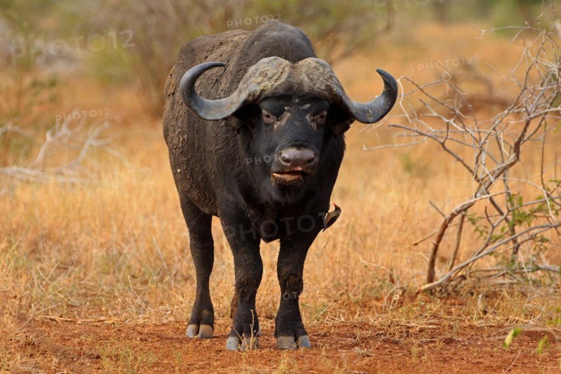 African buffalo