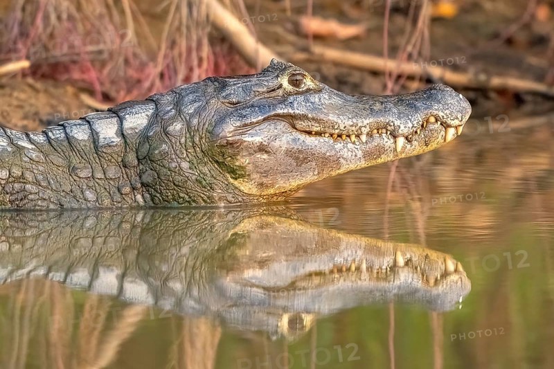 Spectacled caiman (Caiman crocodilus yacara), Crocodile (Alligatoridae), crocodile (Crocodylia), animal portrait, reflection, evening light, Pantanal, inland, wetland, UNESCO Biosphere Reserve, World Heritage Site, wetland biotope, Mato Grosso, Brazil
