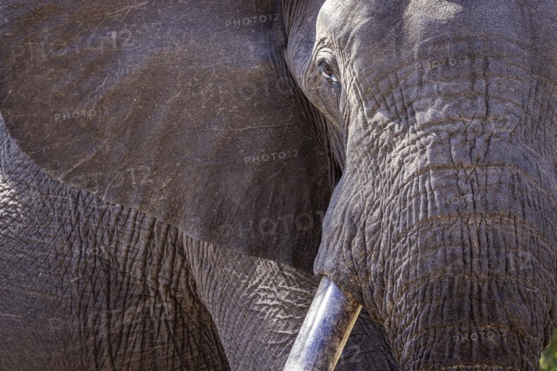 African elephant (Loxodonta africana) portrait, detail, close-up, Manyeleti Game Reserve, South Africa