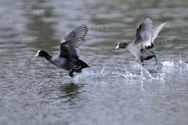Eurasian Coot fighting for territory, Black Coot, Fulica atra, Eurasian Coot