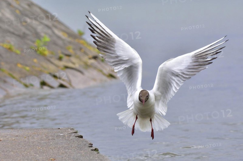 Black headed gull in flight. Lachmoewe am Ammersee