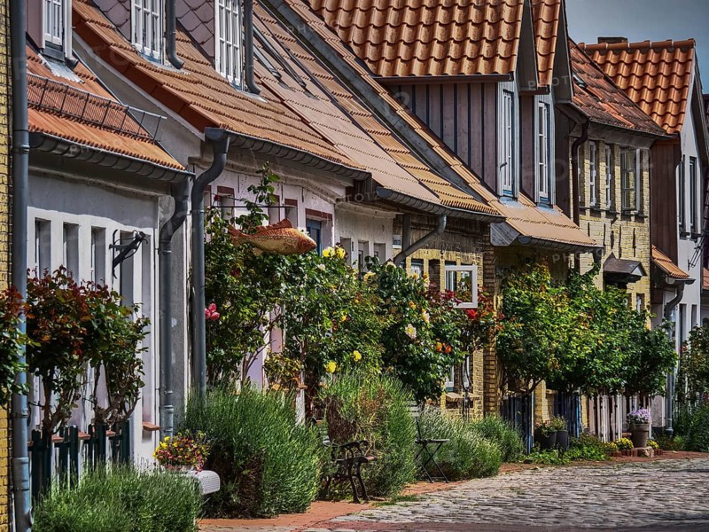 Historic terraced houses with flowering gardens along a cobbled street in the sunshine, holm, schleswig. germany