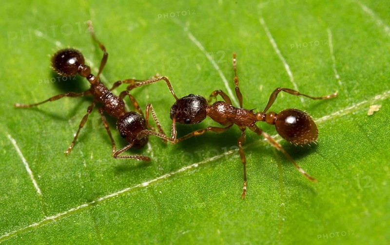 Macro shot of red wood ants. Formica rufa