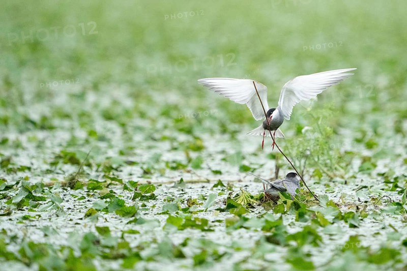 Pelecanus onocrotalus, Tulcea, Romania