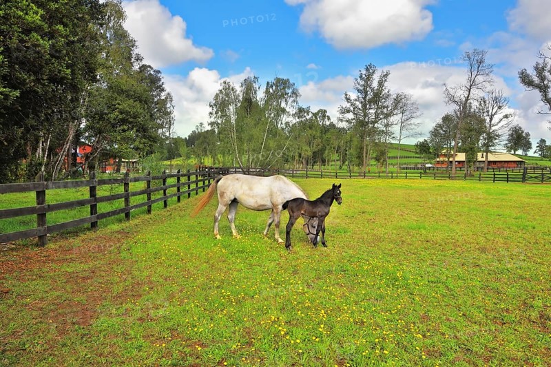 Beautiful white horse with a charming black colt. The rich country estate, with the special fence on the green lawn thoroughbred horses graze