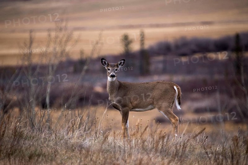 Cypress Hills Alberta Saskatchewan in the hills Alberta