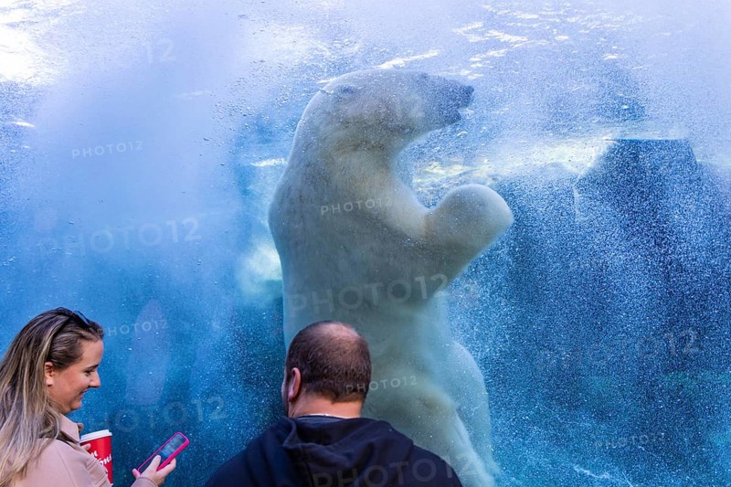 People watching polar bear in Assiniboine Park Zoo, Winnipeg, Canada