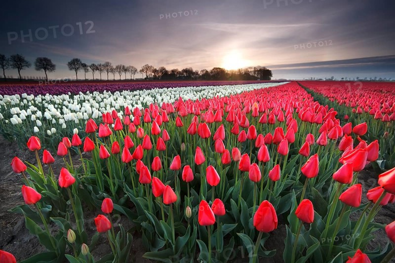 Sunrise on red tulip field, Flevoland, Netherlands