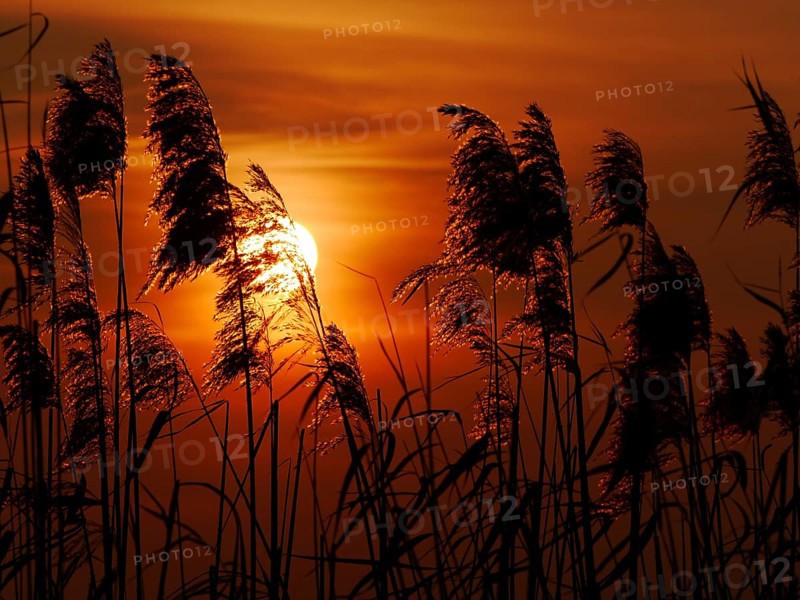 Reeds in the sunset on the Havel in Berlin