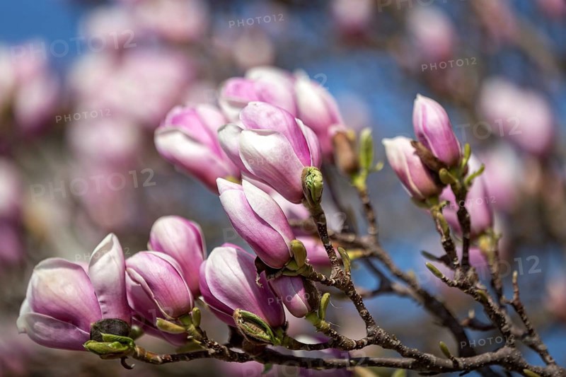 Magnolia blossom in spring