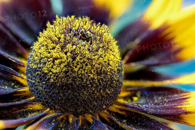 Rudbeckia belongs to Asteraceae or composite family. The flowers, native to North American feature a prominent, raised central disc which led to their common names of coneflowers and black-eyed-susans