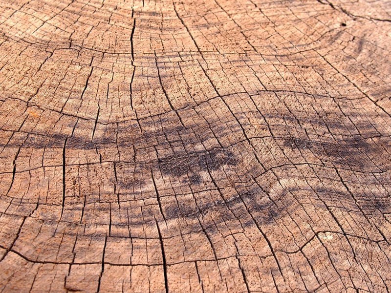 Old rough brown timber surface with darker scorch marks and cracks following the growth rings