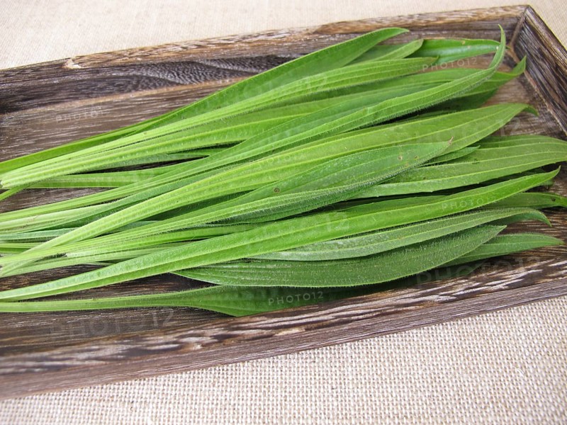Freshly picked green leaves of ribwort plantain on a wooden tray for further use in naturopathy
