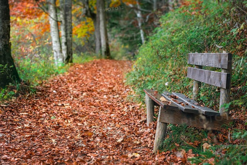 Autumn scenery with an weathered wooden bench on the side of an alley covered by dried colorful leaves, in Fussen, Bavaria region, Germany