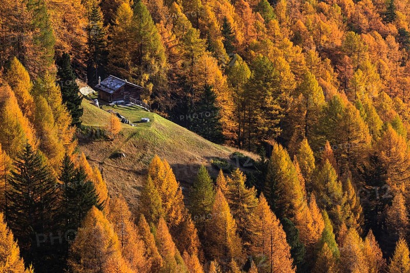 Cabin in the middle of an autumnal forest, surrounded by golden and green trees in a peaceful landscape, Lötschental, Valais, Switzerland