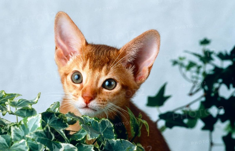 Abyssinian, kitten