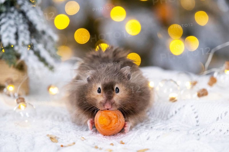 A funny shaggy fluffy hamster nibbles a carrot on a Christmas background with fairy lights and bokeh