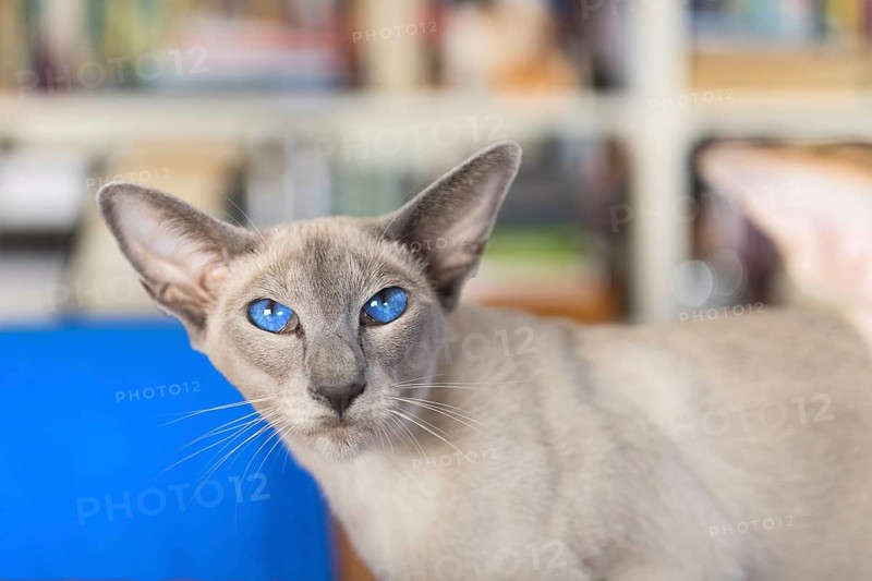Oriental shorthair with blue eyes in interior