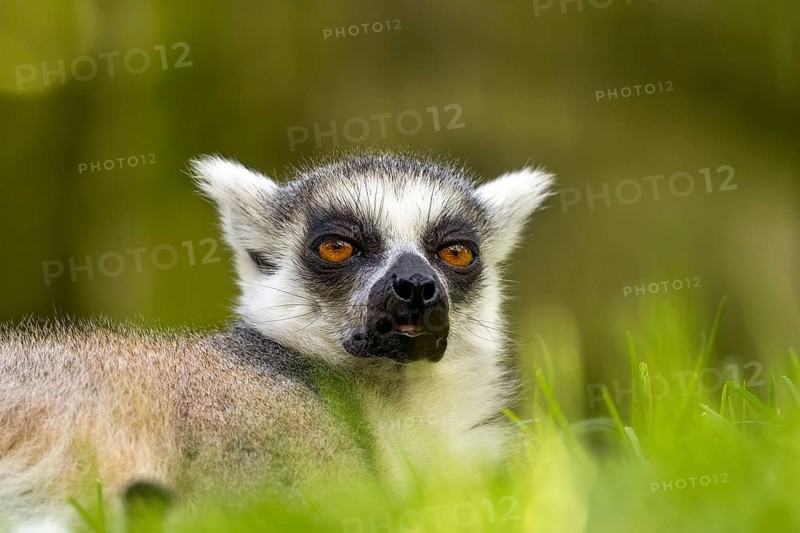 Horizontal photo of ring-tailed lemur with yellow eyes, endangered, lying on the grass
