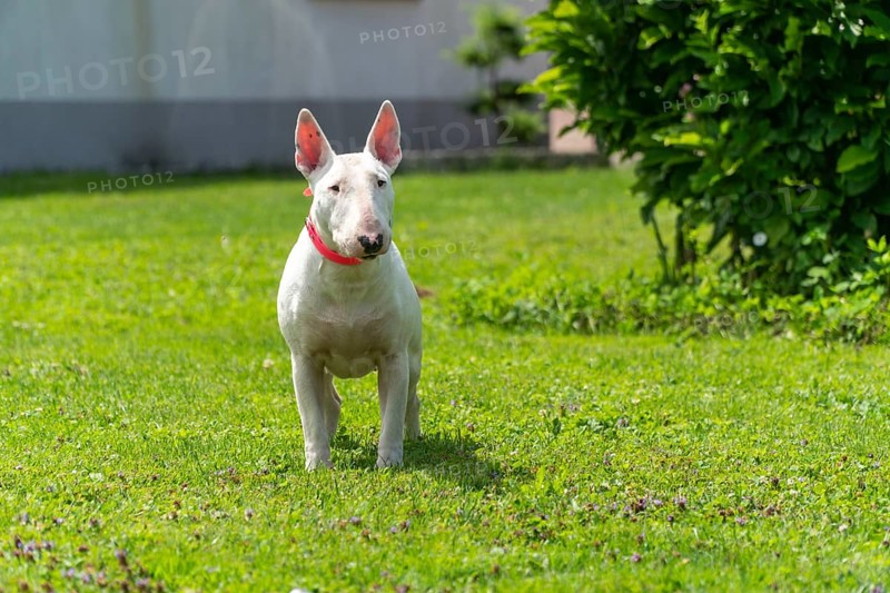 Portrait photo of white bull terrier outdoors on a sunny day, young purebreed bull terrier