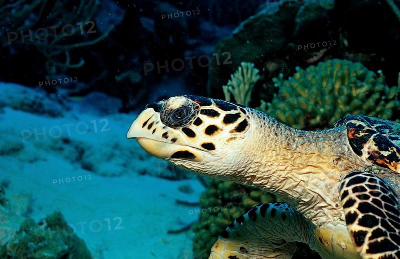 Hawksbill sea turtle, Eretmochelys imbricata, Netherlands Antilles, Bonaire, Caribbean, Caribbean Sea