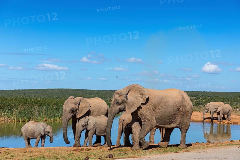 African elephant, (Loxodonta african), Addo Elephant National Park, Addo Camp, Western Cape, South Africa