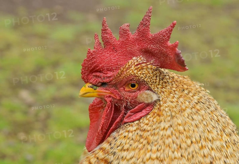 Rooster, red comb, La Gomera, Spain