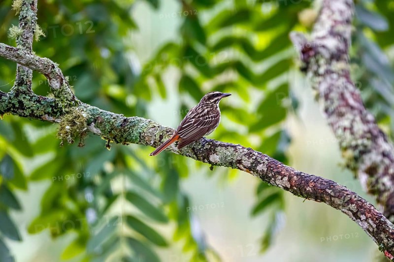 Streaked flycatcher perched on a tree branch against leafy background, Serra da Mantiqueira, Atlantic Forest, Itatiaia, Brazil