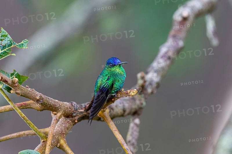 Close up of a Violet-capped woodnymph perched on a branch against defocused background, Serra da Mantiqueira, Atlantic Forest, Itatiaia, Brazil