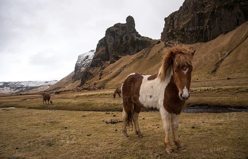 Icelandic horses at the valley behind Kalta volcano mountain covered on snow in spring time