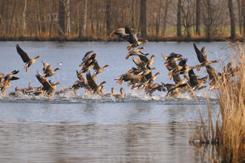 White-fronted Geese, starting, Anser albifrons, Lesser White-fronted Geese, Greater White-fronted Geese, starting