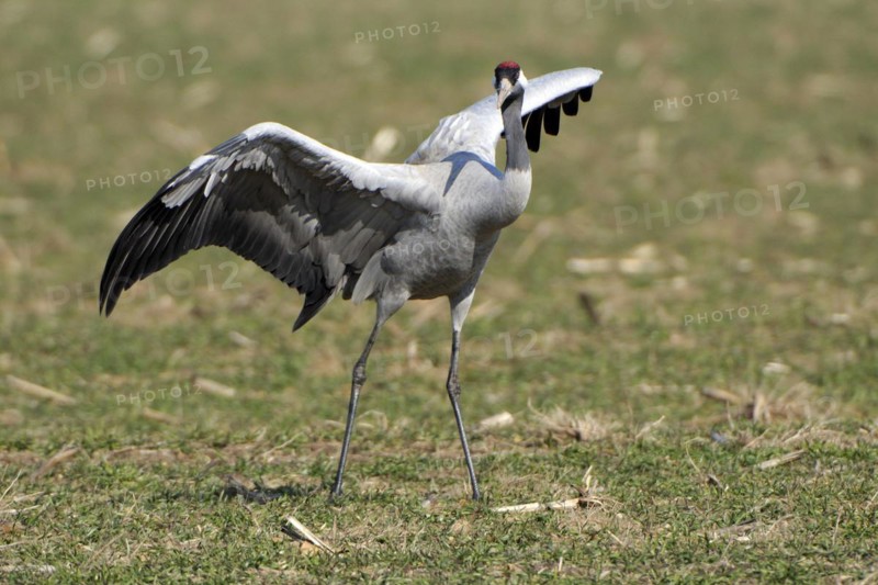 European Crane -Common Crane, Grus grus, courtship display