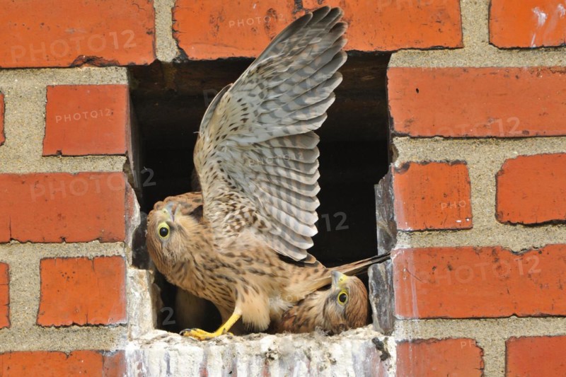 Turmfalken, fluegge Jungvoegel am Horst, Common Kestrel, fully-fledged, full fledged, Fledglings in nest cavity