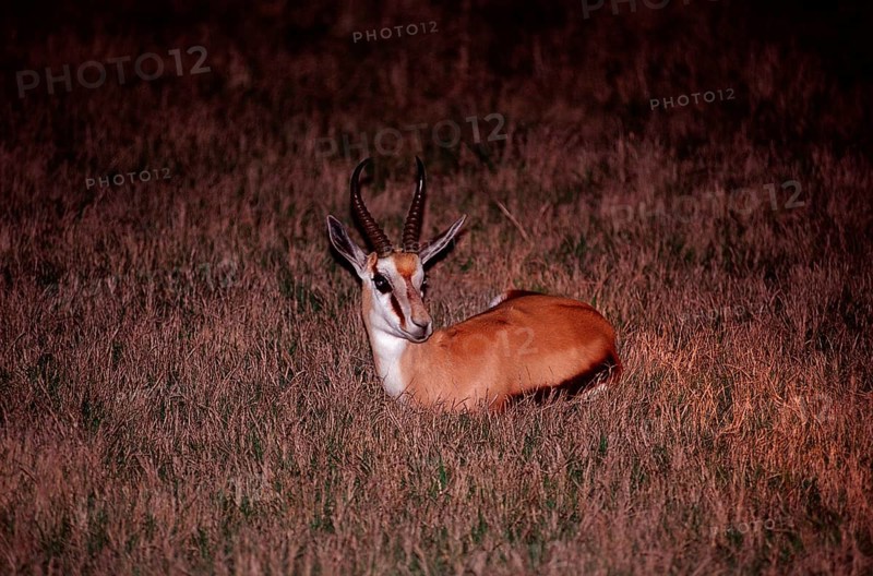 Resting springbok at night, Antidorcas marsupialis, South Africa, Kruger, National Park