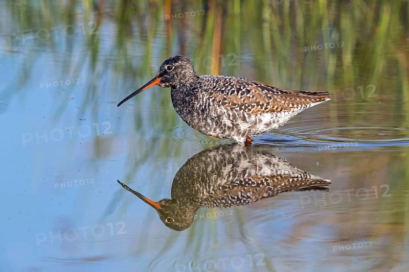 Spotted Redshank, (Sringa erythropus), foraging in water, water bodies, plover-like, Wadi Darbat, Salalah, Oman