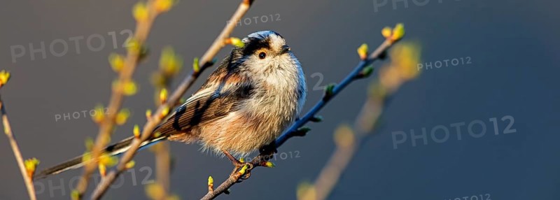 Long-tailed Tit, (Aegithalos caudatus), songbird, animals, birds, family of tits, Nahe valley, Rhineland-Palatinate, Federal Republic of Germany