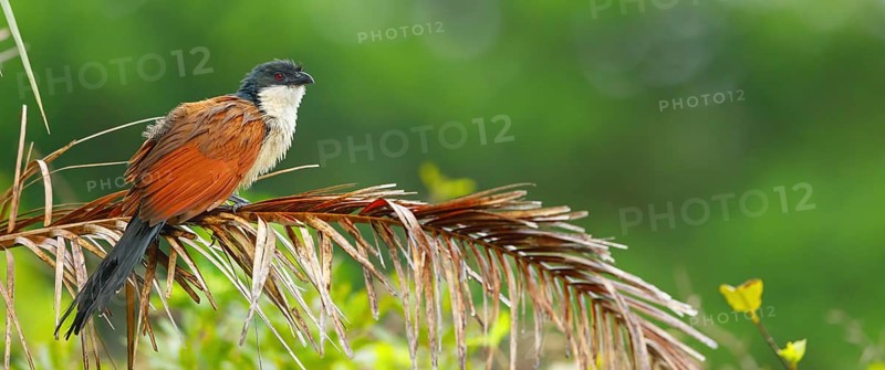 Tiputip, White-browed Coucal, (Burchells Coucal), Centropus superciliosus burchelli, White-browed Spur-winged Cuckoo, animals, birds, iSimangaliso Wetland Park, St. Lucia, KwaZulu-Natal, South Africa